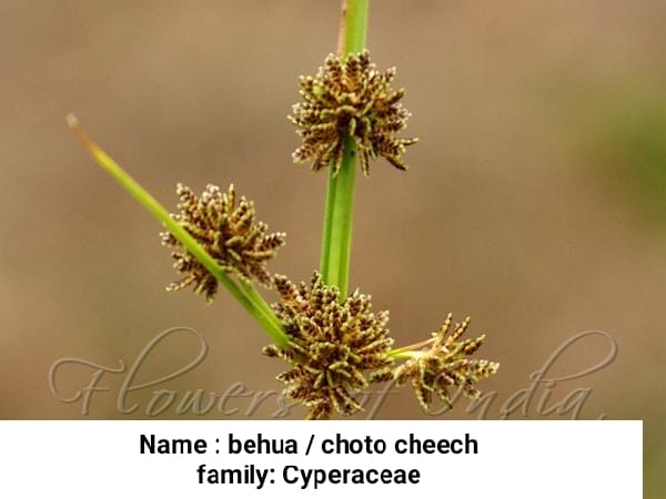 Behua